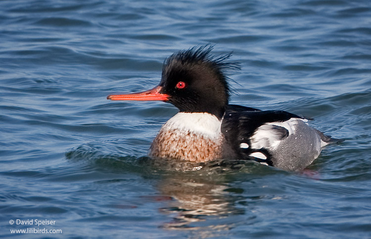 Red-breasted Merganser