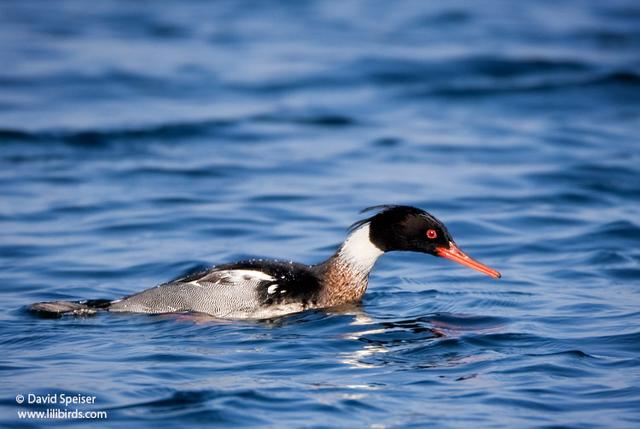 Red-breasted Merganser