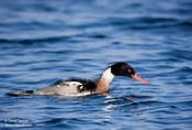 Red-breasted Merganser