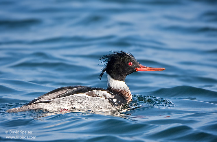 Red-breasted Merganser