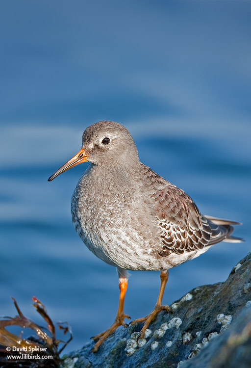 Purple Sandpiper