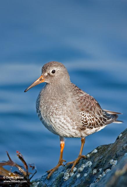 Purple Sandpiper