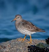 Purple Sandpiper