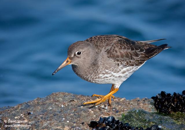 Purple Sandpiper