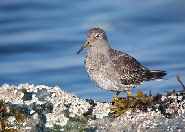 Purple Sandpiper