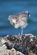 Black-bellied Plover