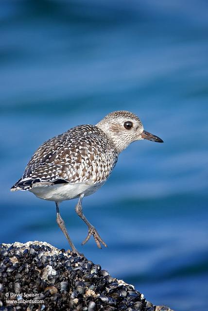 Black-bellied Plover