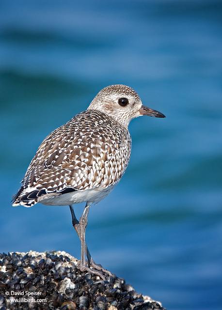 Black-bellied Plover