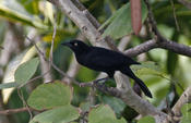 Carib Grackle