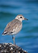 Black-bellied Plover