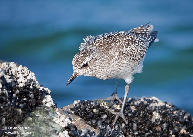 Black-bellied Plover