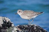 Black-bellied Plover