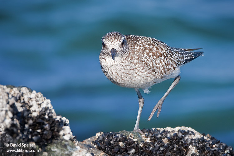 Black-bellied Plover