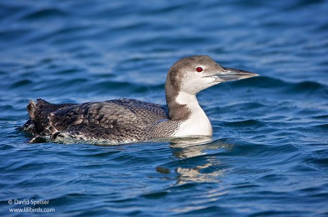 Common Loon