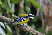 Jamaican Stripe-headed Tanager