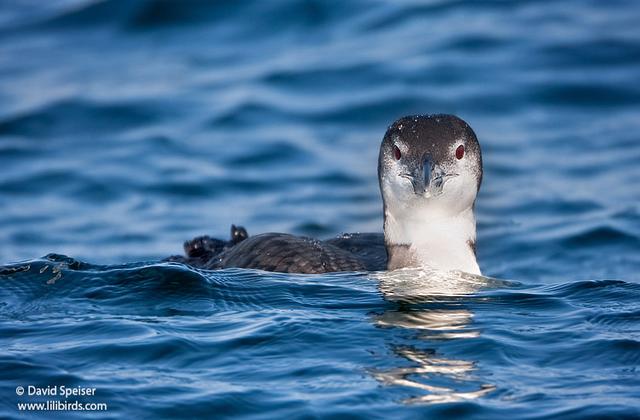 Common Loon