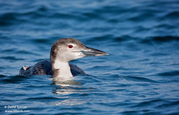 Common Loon