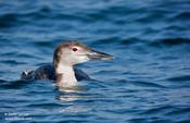 Common Loon