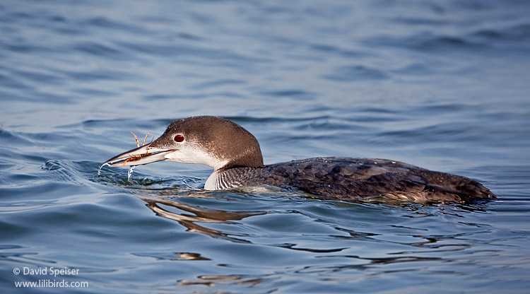 Common Loon