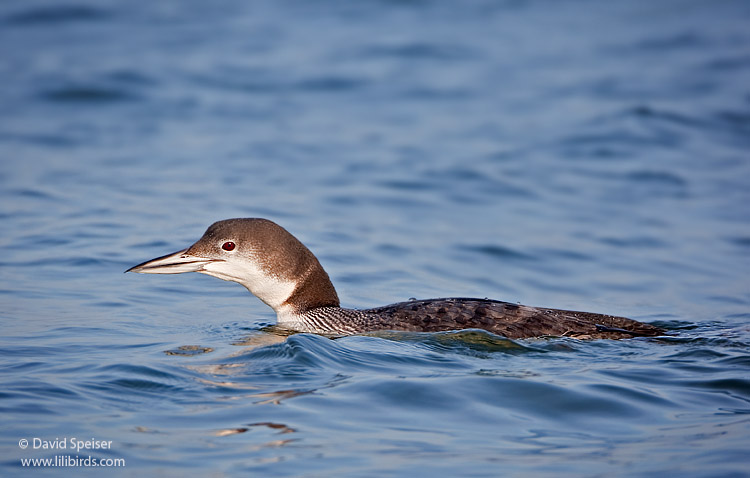 Common Loon