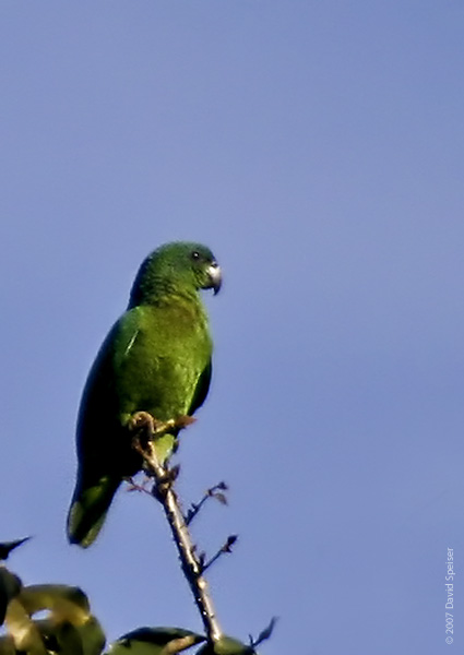 Black-billed Parrot