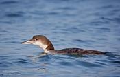 Common Loon