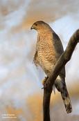 cooper's hawk 1