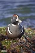 Harlequin Duck