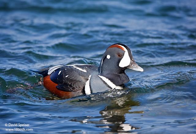 Harlequin Duck