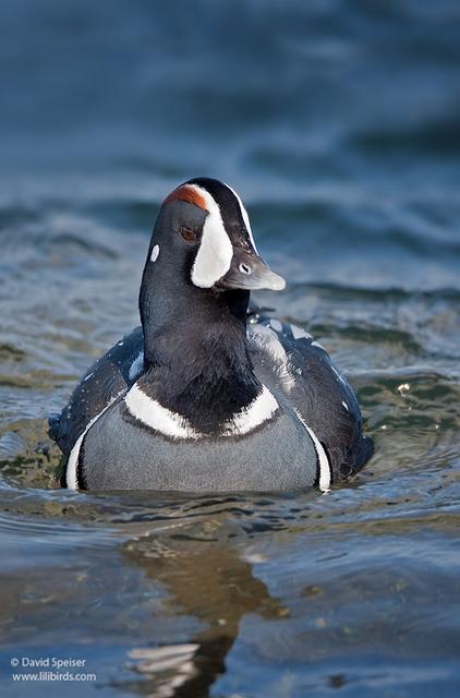 Harlequin Duck