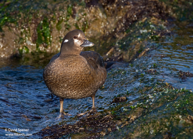 Harlequin Duck (female)