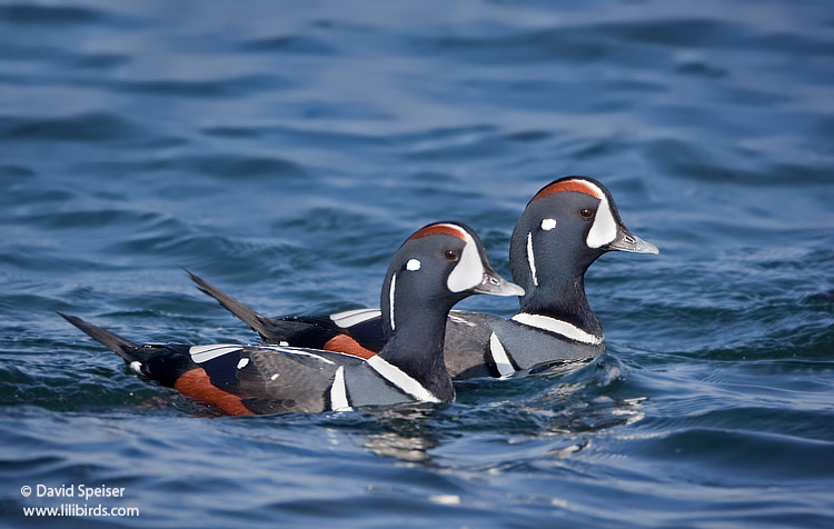 Harlequin Ducks