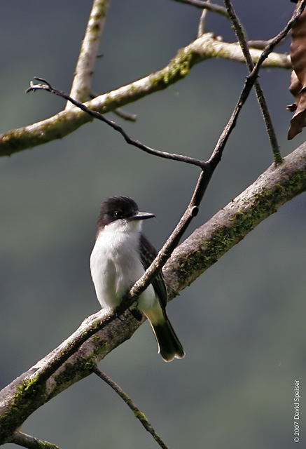 Loggerhead Kingbird