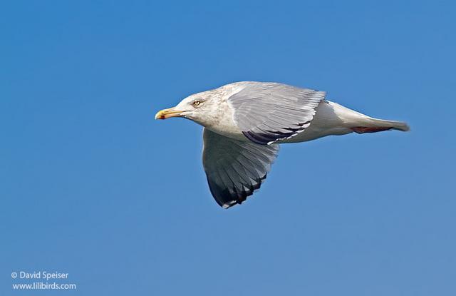 Herring Gull