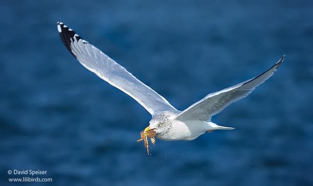 Herring Gull