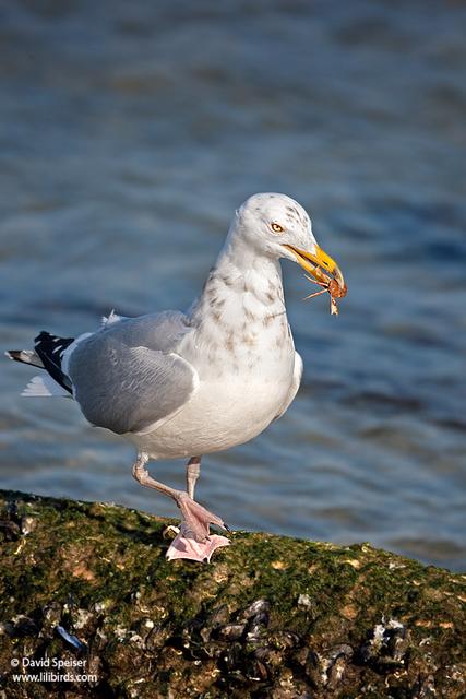 Herring Gull