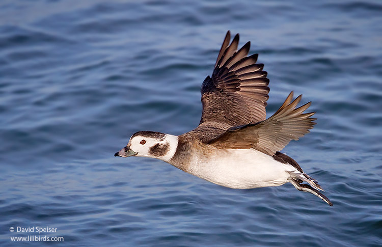 Long-tailed Duck