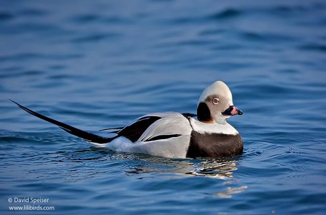 Long-tailed Duck