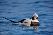 Long-tailed Duck