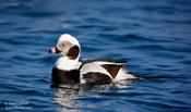 Long-tailed Duck