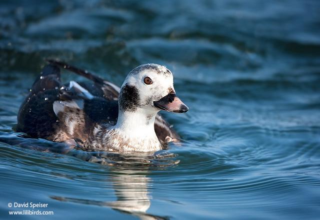 Long-tailed Duck