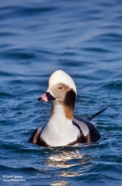 Long-tailed Duck