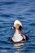 Long-tailed Duck