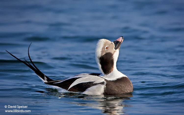 Long-tailed Duck