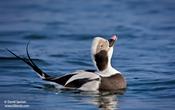 Long-tailed Duck