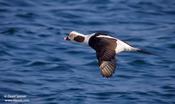 Long-tailed Duck