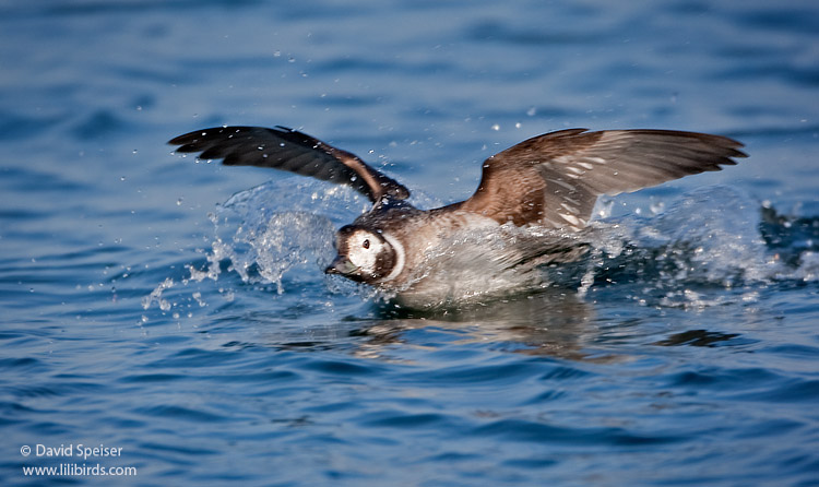 Long-tailed Duck