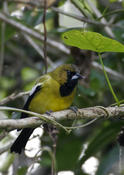 Jamaican Oriole