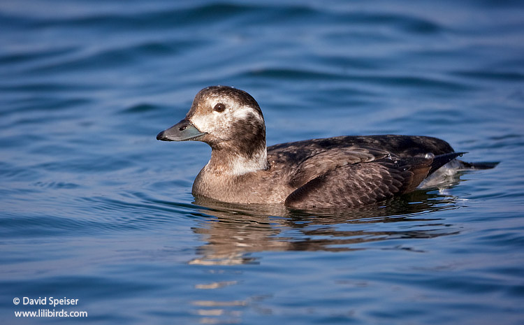 Long-tailed Duck