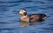 Long-tailed Duck